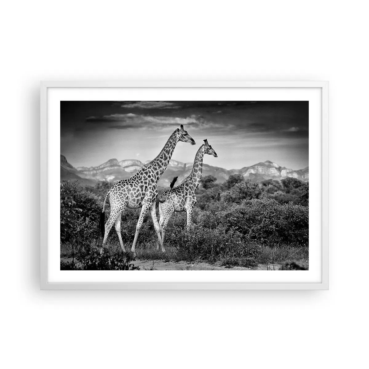 Poster in cornice bianca - Alta classe in Africa - 70x50 cm