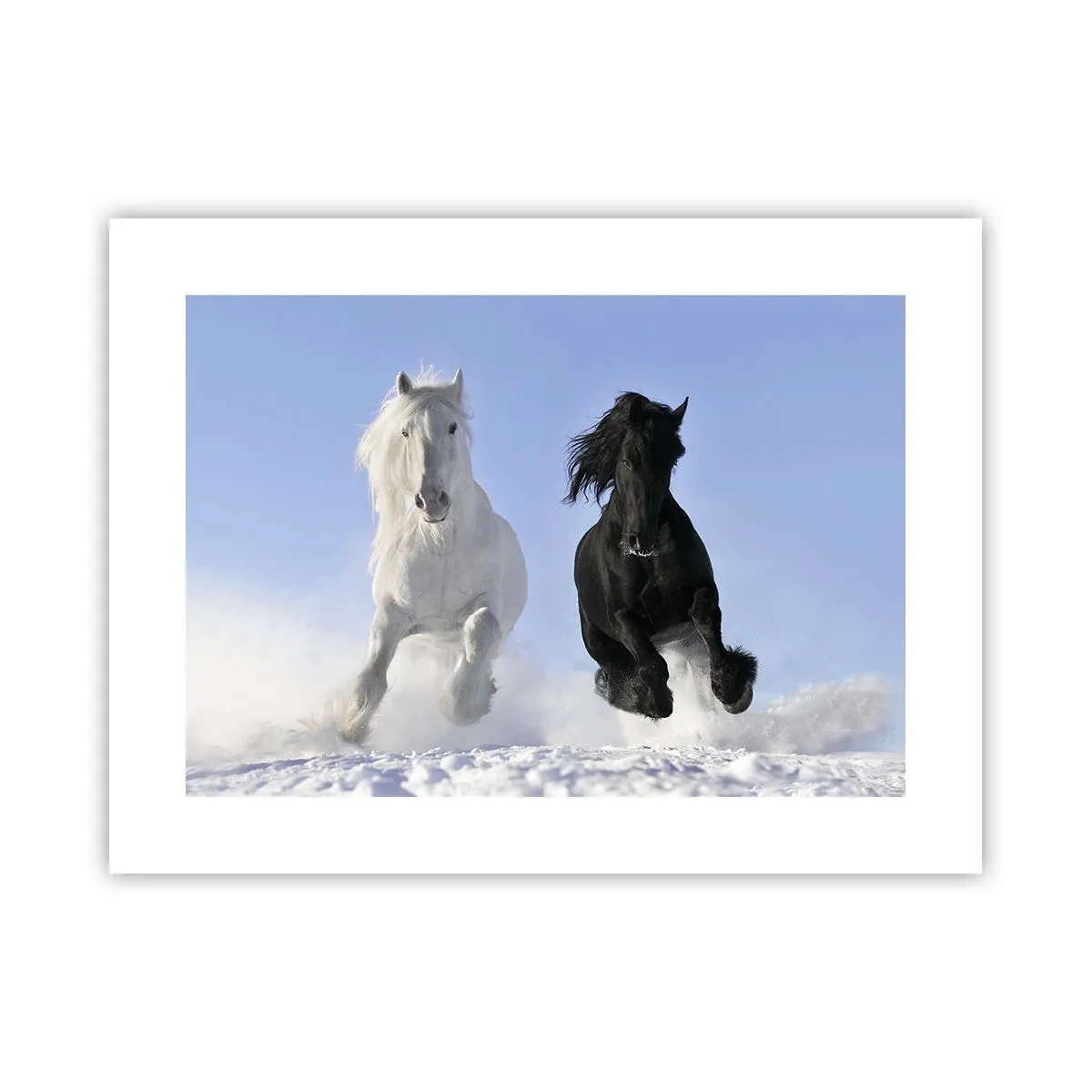 Poster - Galoppo in bianco e nero - 40x30 cm