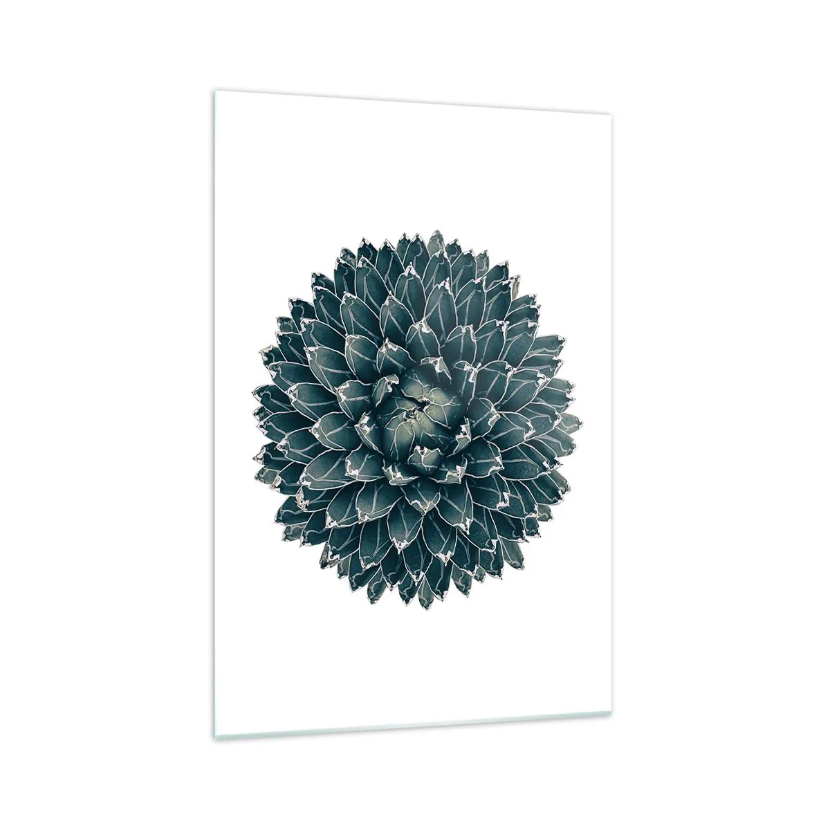 Quadro su vetro - Pianta succulenta simmetrica su sfondo bianco - 70x100cm - La stella del deserto - Decorazione murale moderna per soggiorno e camera da letto ARTTOR