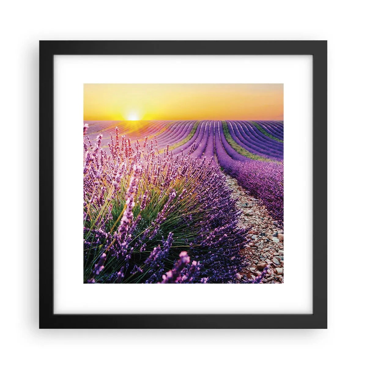 Poster in cornice nera - Campo profumato - 30x30 cm