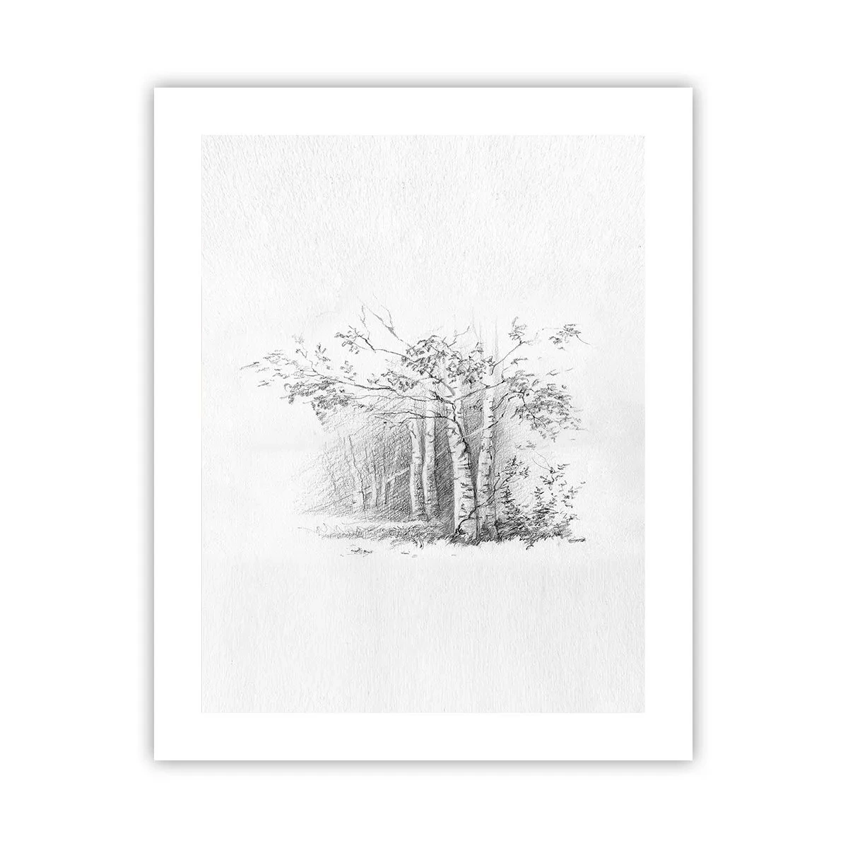 Poster - La luce della foresta di betulle - 40x50 cm