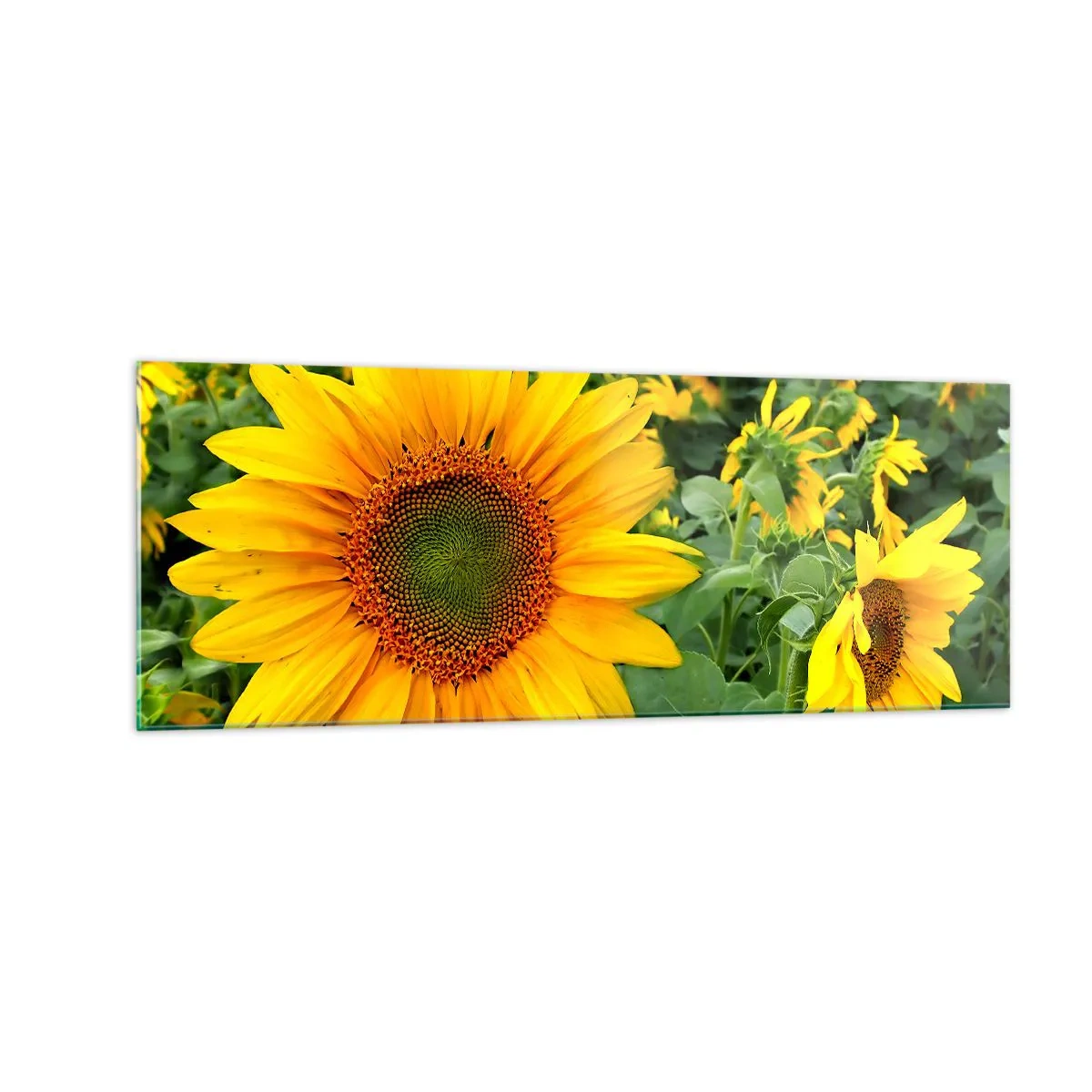 Quadro su vetro - Un campo di girasoli con fiori gialli su uno sfondo di foglie verdi - 140x50cm - Centinaia di soli ardono - Decorazione murale moderna per soggiorno e camera da letto ARTTOR