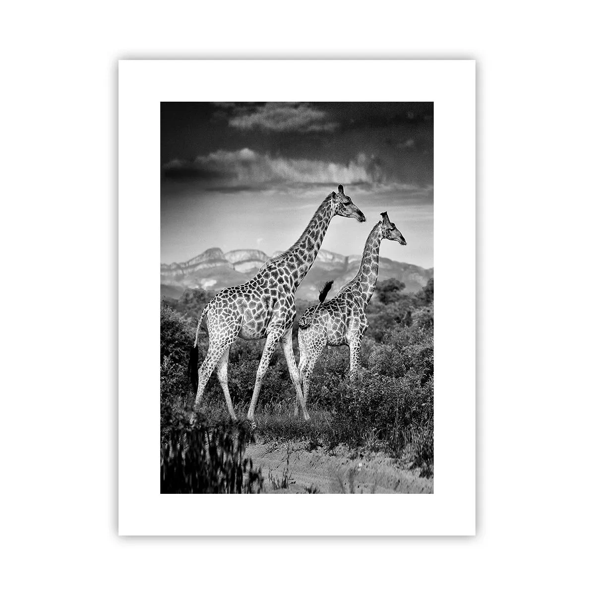 Poster - Alta classe in Africa - 30x40 cm
