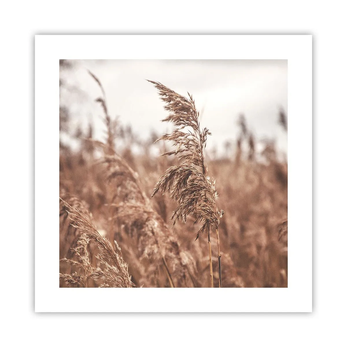 Poster - Nei campi è già autunno - 40x40 cm