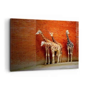 Quadro su tela - Stampe su Tela - Quattro giraffe contro un muro di mattoni in un ambiente artistico - 100x70cm - Vedete qualche acacia? - Decorazione murale moderna per soggiorno e camera da letto ARTTOR