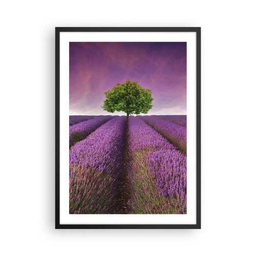 Poster in cornice nera - Un campo di lavanda con un albero solitario contro un cielo viola - 50x70cm - Sui campi di lavanda - Decorazione murale moderna per soggiorno e camera da letto ARTTOR