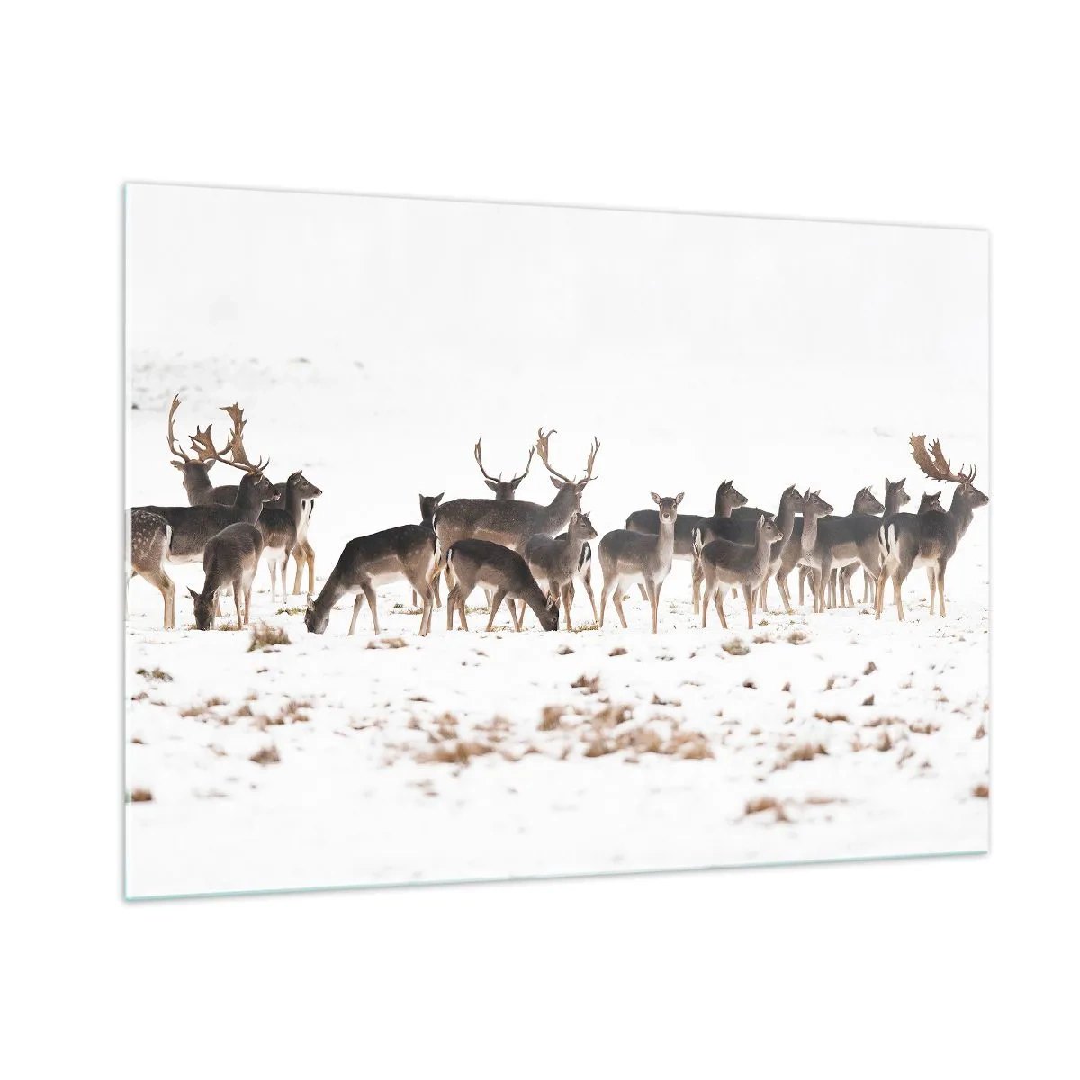 Quadro su vetro - Una fotografia di una mandria di cervi in un paesaggio innevato - 100x70cm - Tra poco è Natale? - Decorazione murale moderna per soggiorno e camera da letto ARTTOR