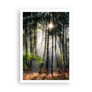 Poster - Zona boschiva - 70x100 cm