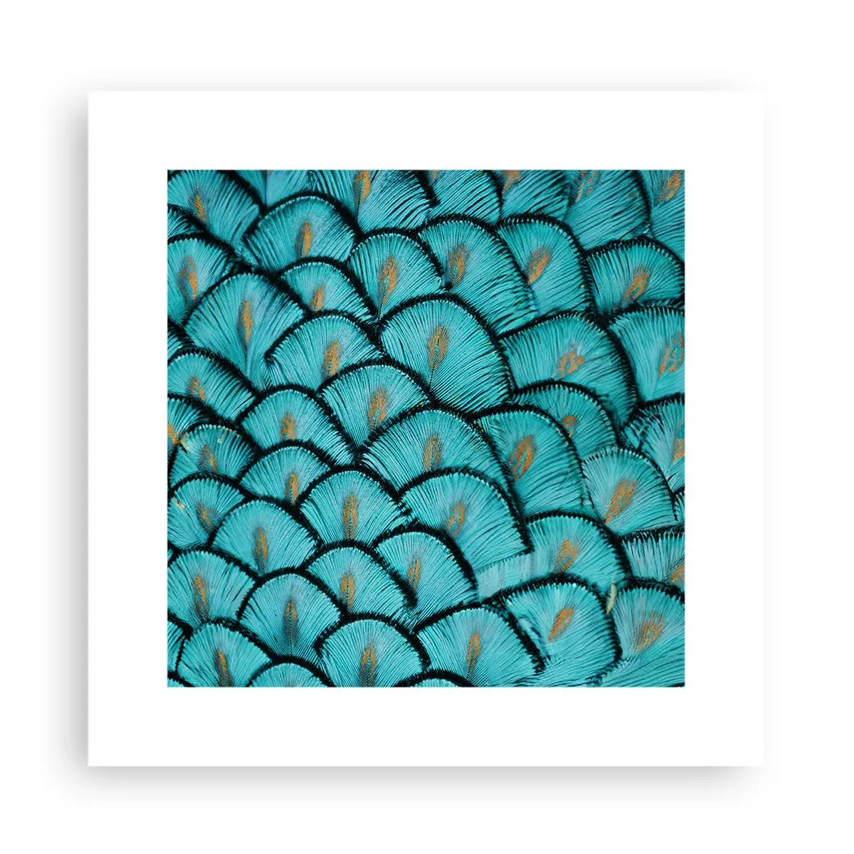 Poster - La grande festa delle piume - 30x30 cm