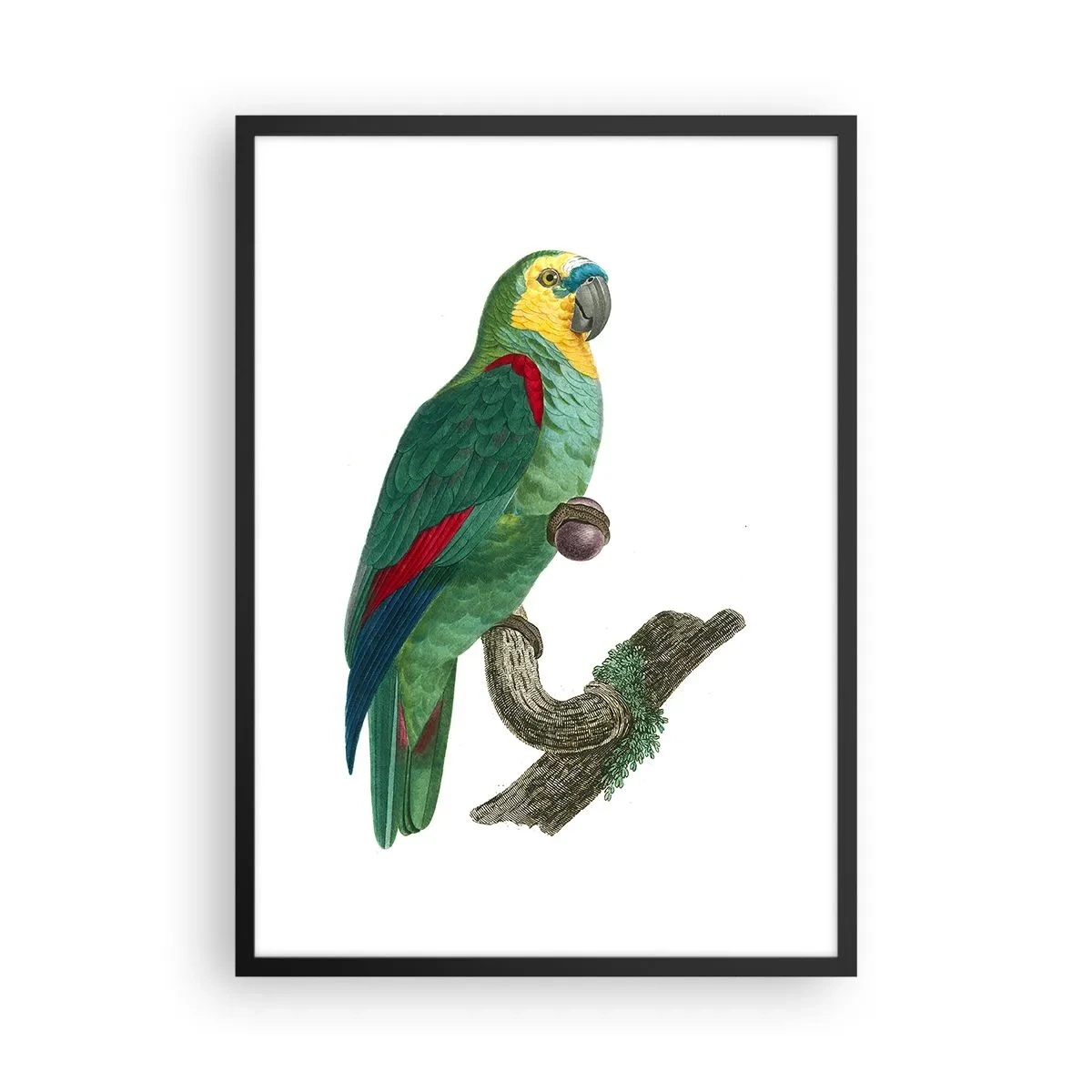 Poster in cornice nera - Ritratto di pappagallo - 50x70cm - Ritratto di pappagallo - Decorazione murale moderna per soggiorno e camera da letto ARTTOR