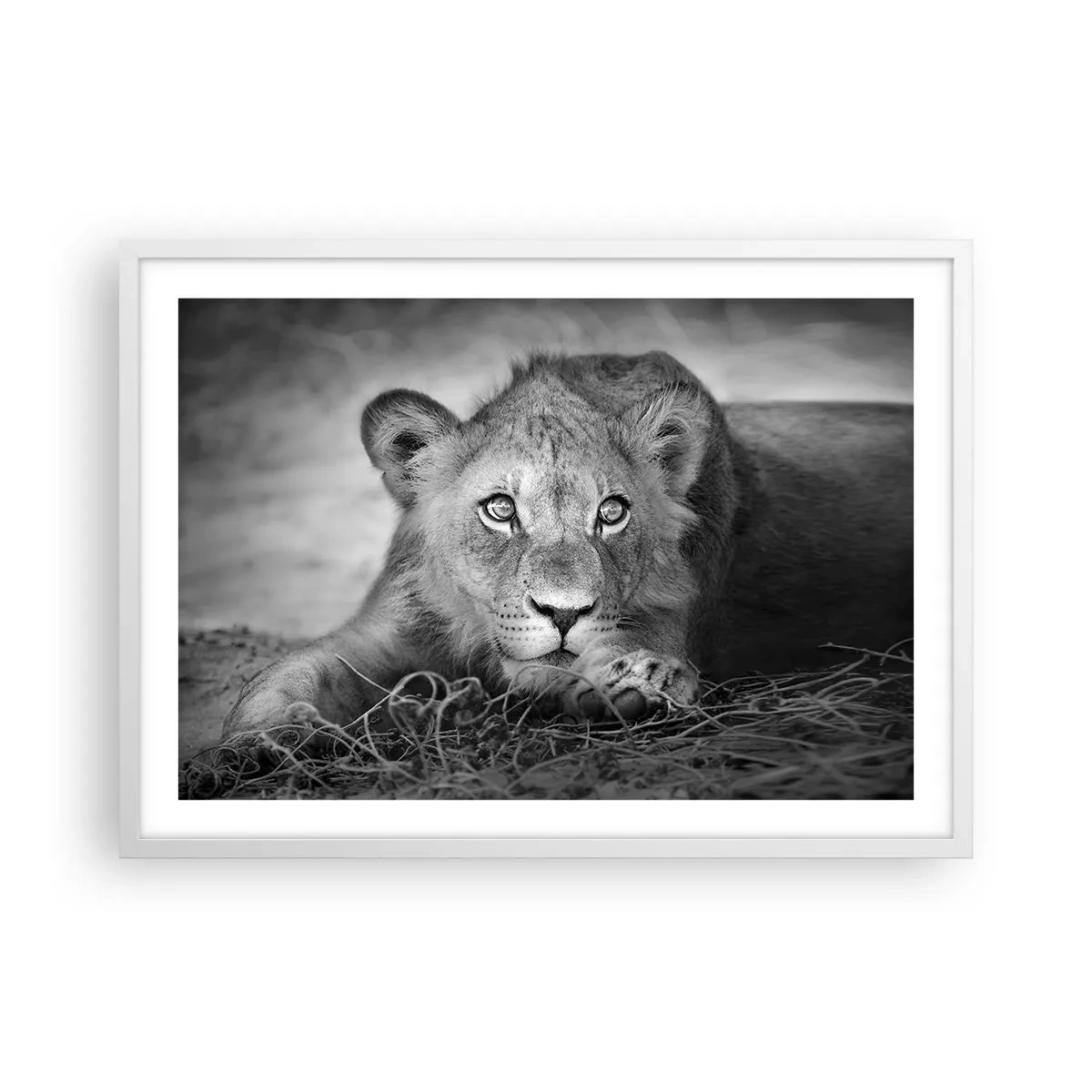 Poster in cornice bianca - Cucciolo reale - 70x50 cm