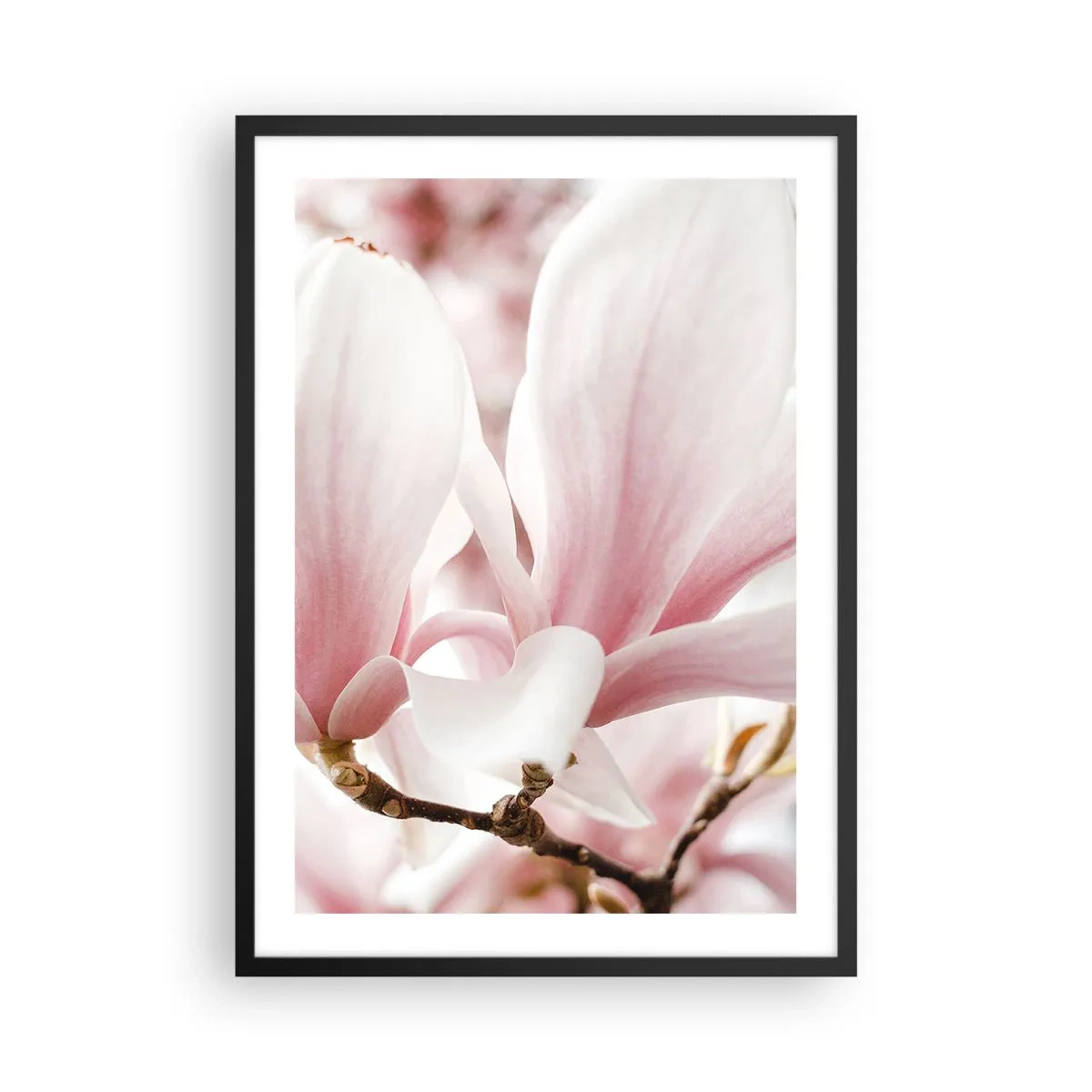 Poster in cornice nera - Delicati petali di magnolia rosa su uno sfondo sfocato - 50x70cm - Tenerezza senza fine - Decorazione murale moderna per soggiorno e camera da letto ARTTOR