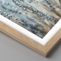 Rovere chiaro
