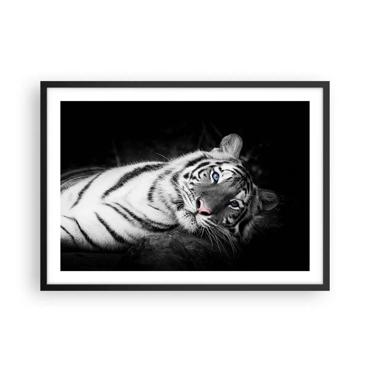 Poster in cornice nera - Una tigre bianca artisticamente raffigurata su uno sfondo nero - 70x50cm - Selvaggità e pace - Decorazione murale moderna per soggiorno e camera da letto ARTTOR