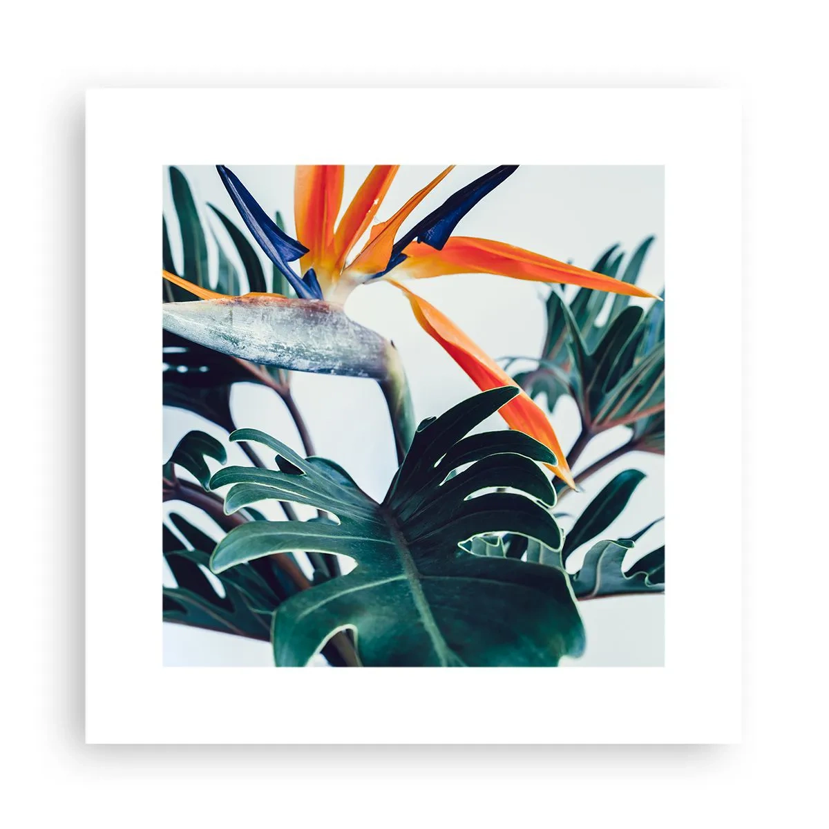 Poster - Pianta uccello - 30x30 cm