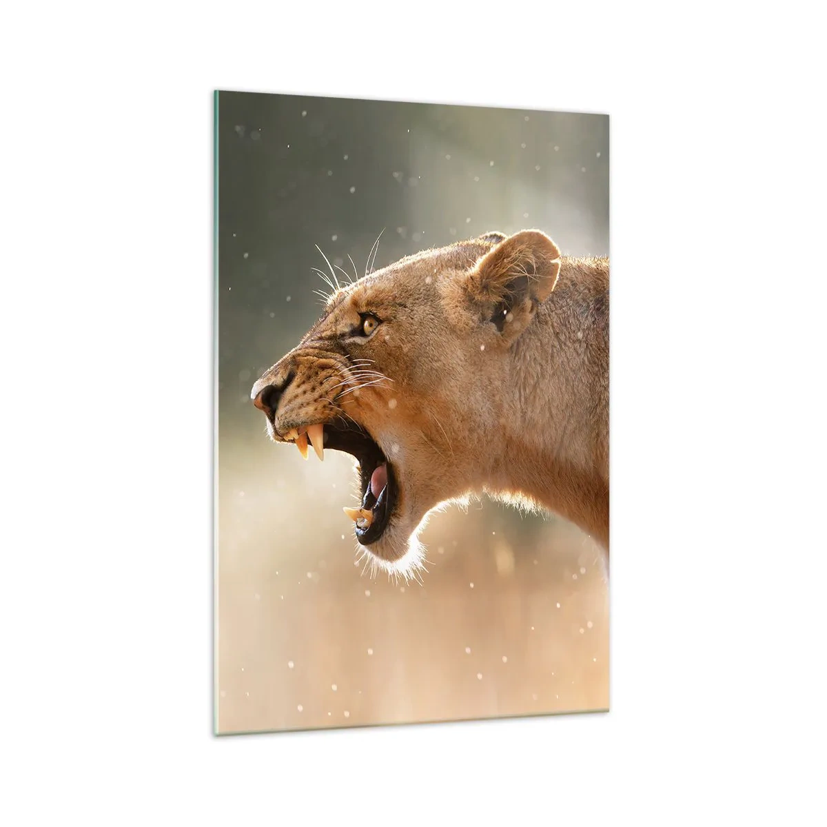 Quadro su vetro - Ritratto di una leonessa ruggente alla luce naturale - 70x100cm - Prova a non ascoltare - Decorazione murale moderna per soggiorno e camera da letto ARTTOR