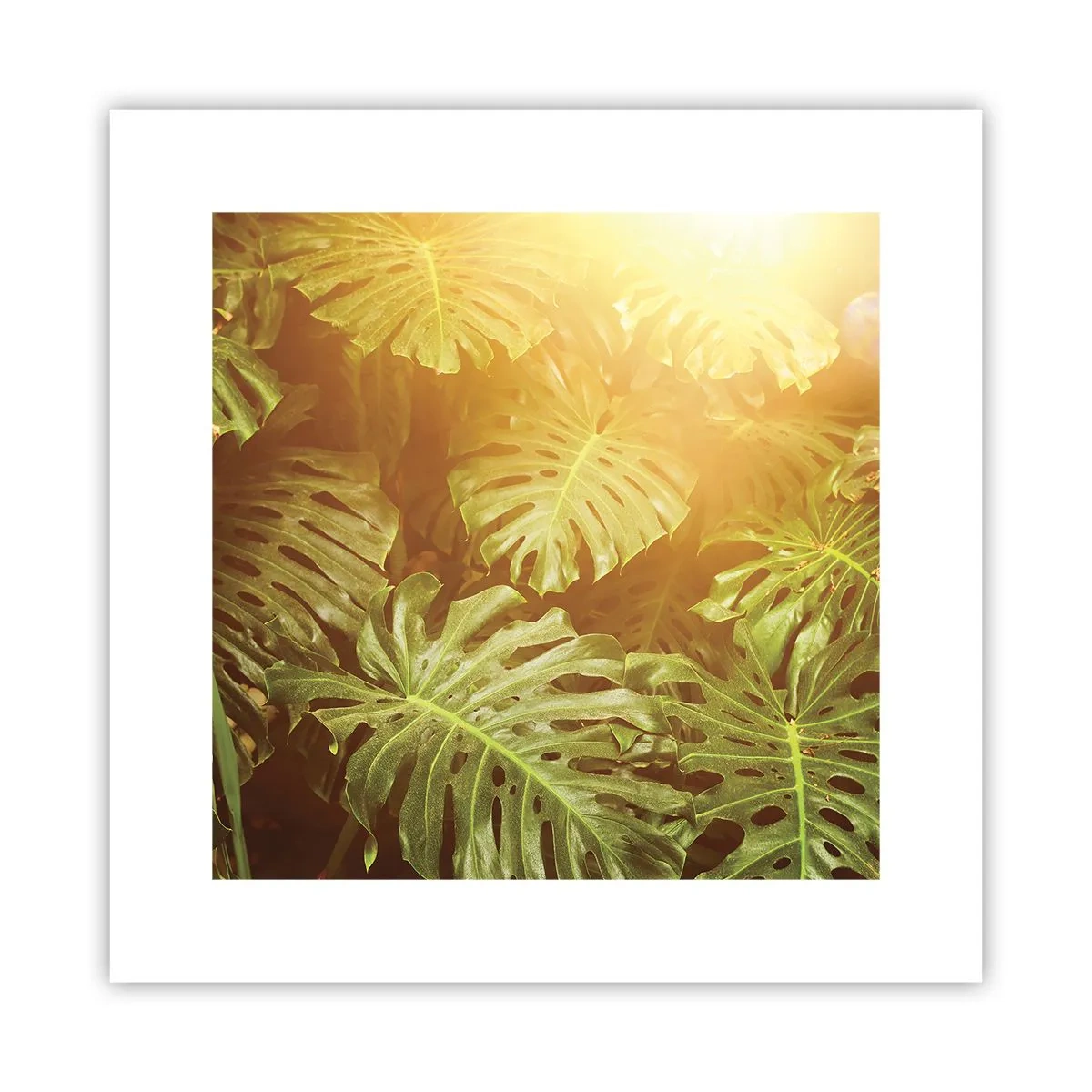 Poster - Entrando nel verde... - 30x30 cm