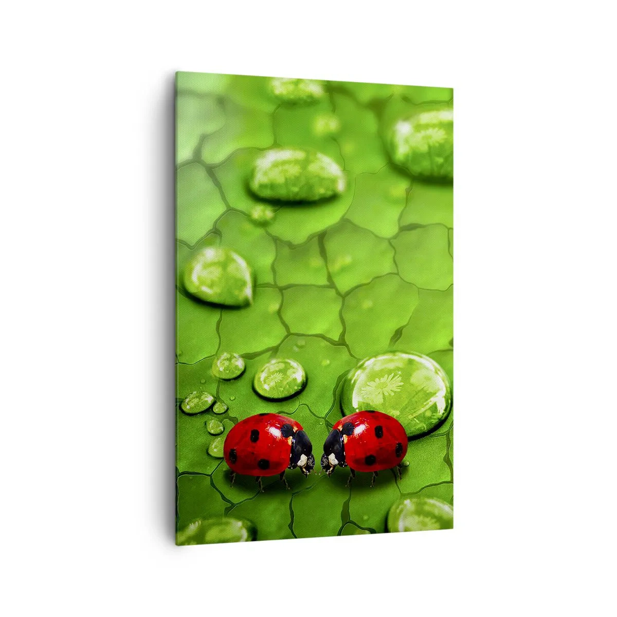 Quadro su tela - Stampe su Tela - Due coccinelle su una foglia con gocce d'acqua in macrofotografia - 80x120cm - Incontro in verde - Decorazione murale moderna per soggiorno e camera da letto ARTTOR