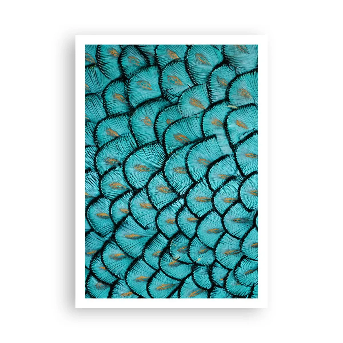 Poster - La grande festa delle piume - 70x100 cm