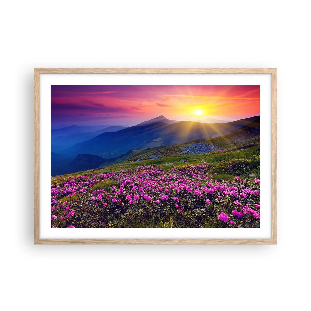 Poster in cornice rovere chiaro - Odore di mugo e profumo di erbe - 70x50 cm