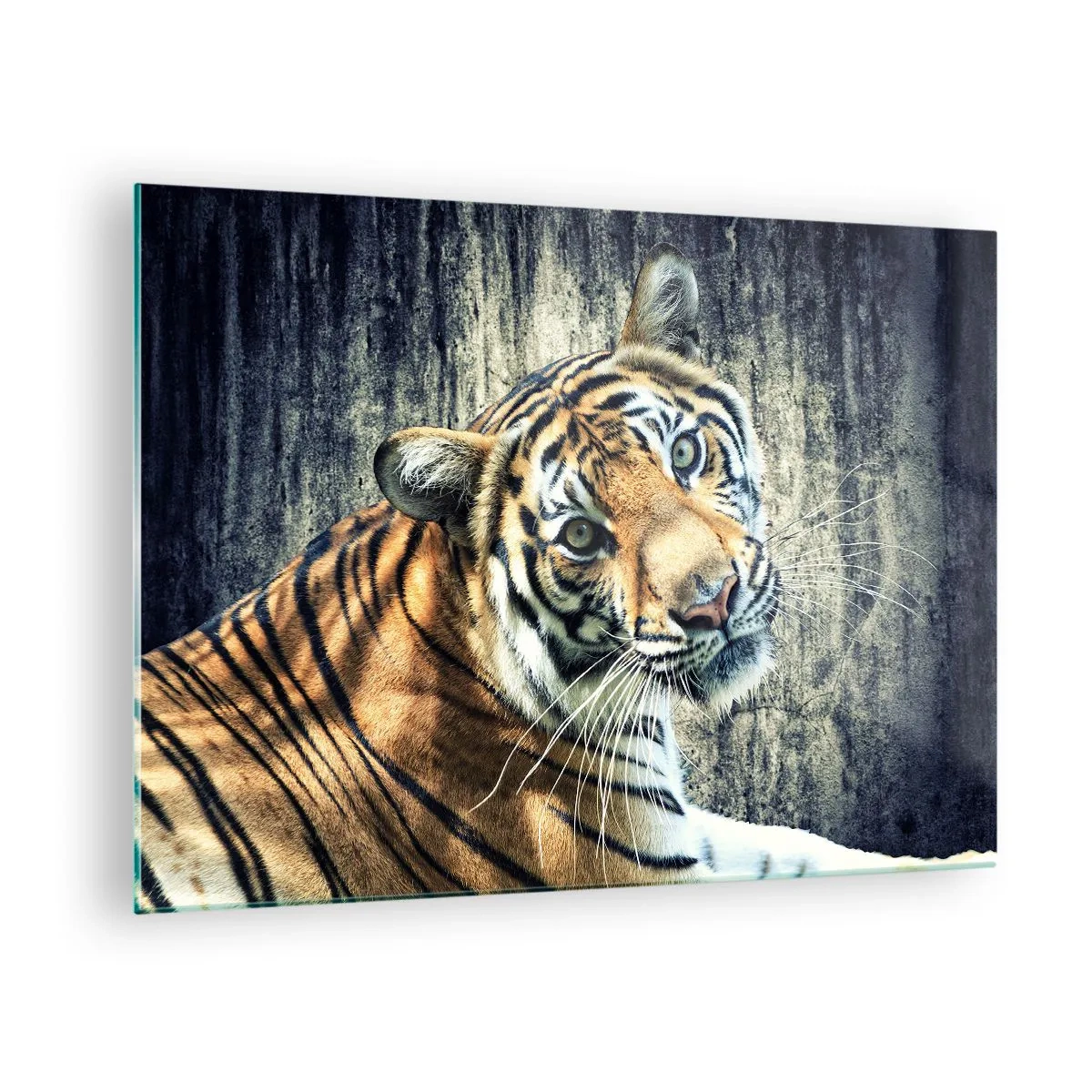 Quadro su vetro - Una tigre in posa naturale contro un muro grezzo - 70x50cm - Ritratto nei flussi di luce - Decorazione murale moderna per soggiorno e camera da letto ARTTOR