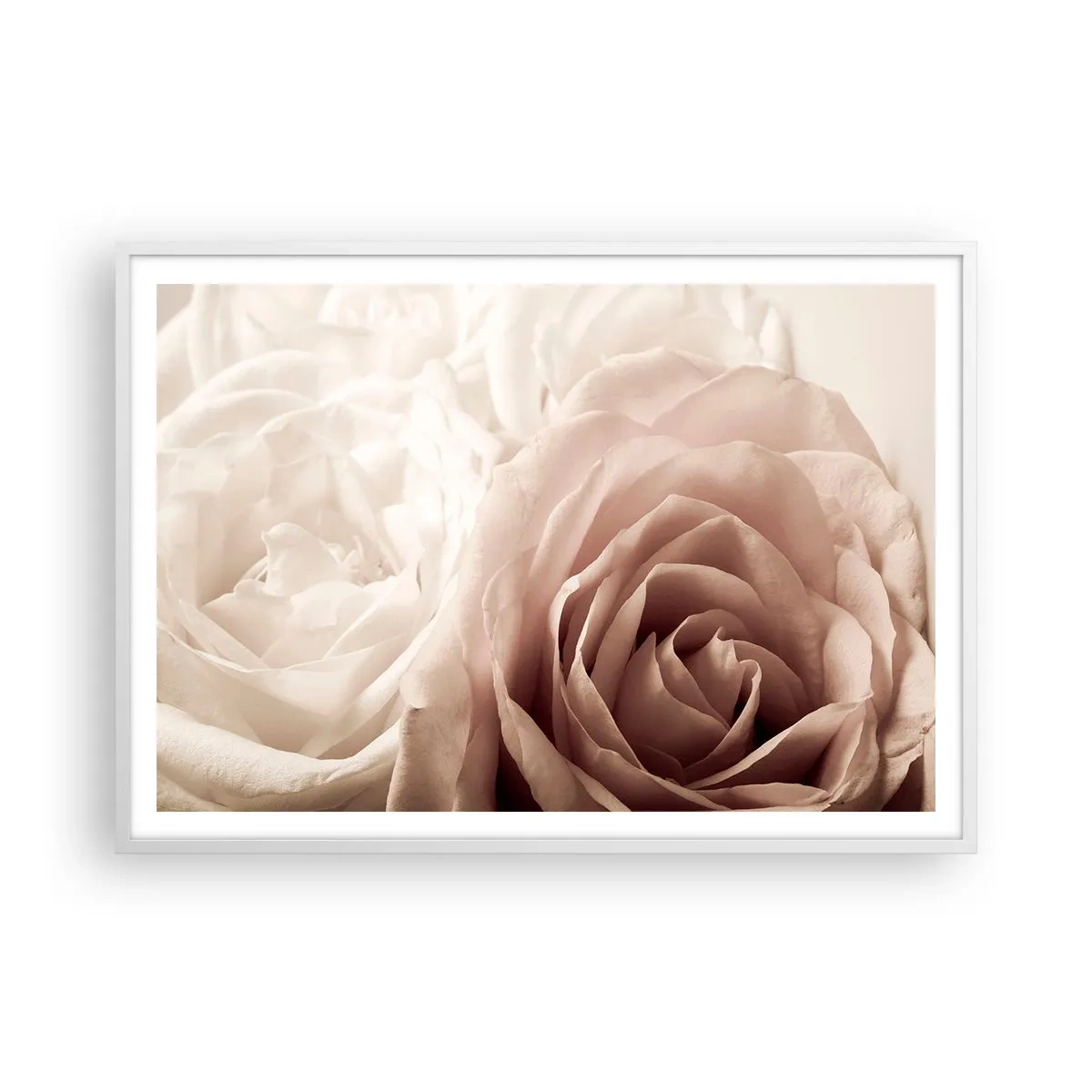 Poster in cornice bianca - Nel cuore della rosa - 100x70 cm