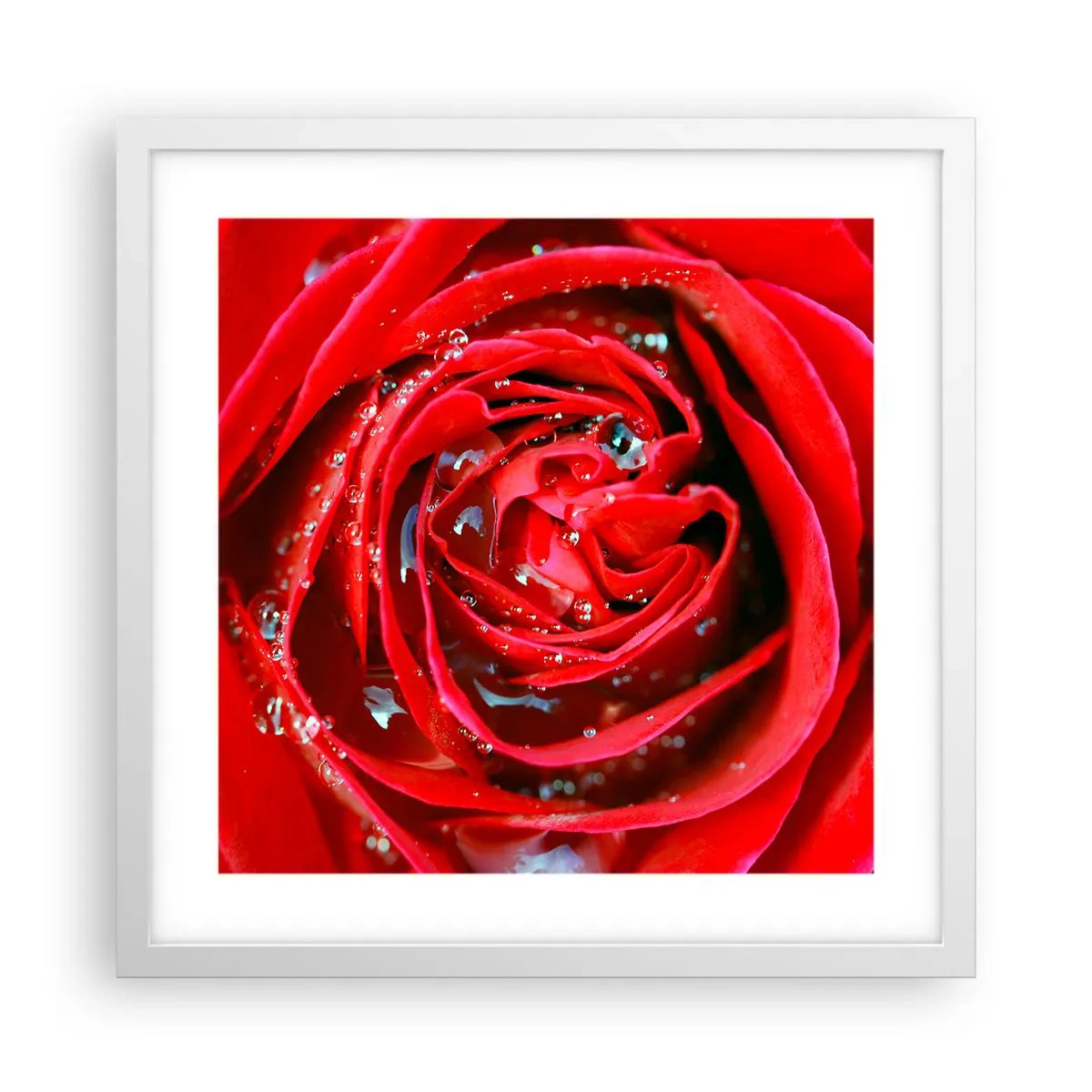 Poster in cornice bianca - Nelle gocce della rugiada - 40x40 cm