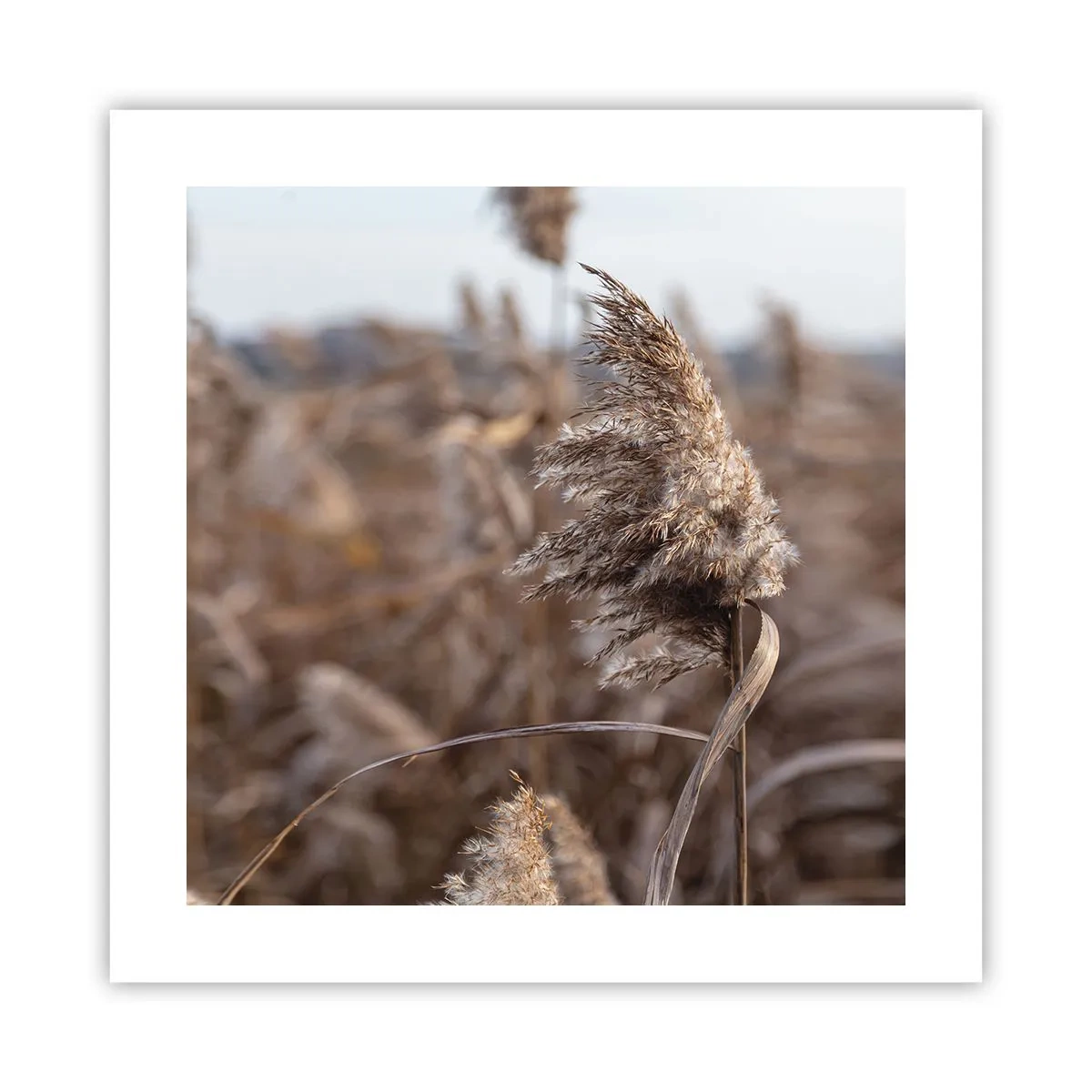 Poster - è tempo di volare col vento - 40x40 cm