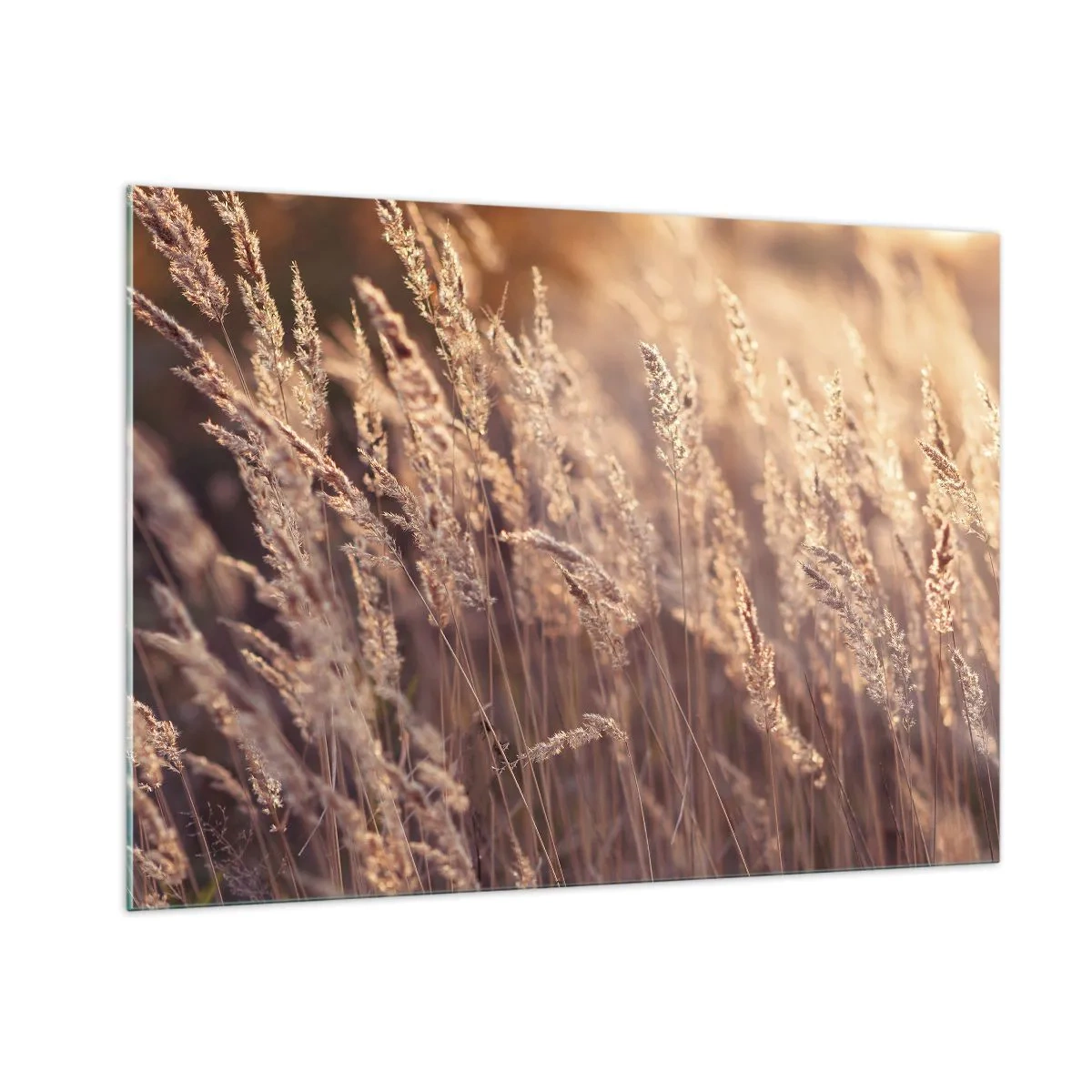 Quadro su vetro - Erbe dorate illuminate dai raggi del sole al tramonto - 100x70cm - Pronti a salutare l'autunno - Decorazione murale moderna per soggiorno e camera da letto ARTTOR