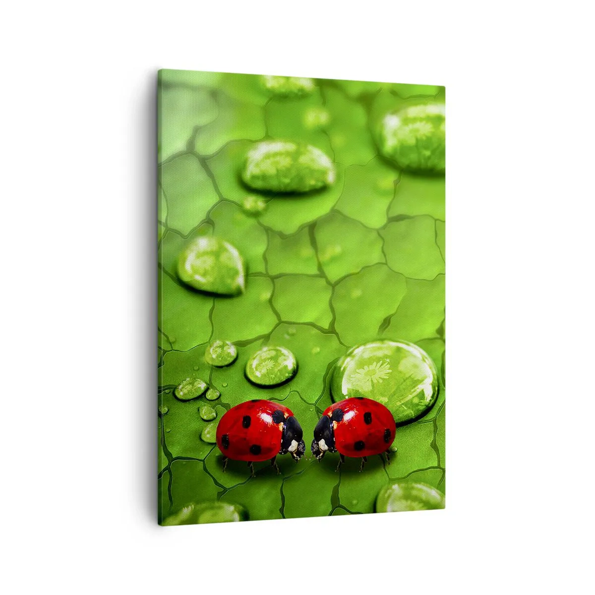 Quadro su tela - Stampe su Tela - Due coccinelle su una foglia con gocce d'acqua in macrofotografia - 50x70cm - Incontro in verde - Decorazione murale moderna per soggiorno e camera da letto ARTTOR