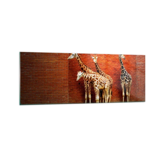Quadro su vetro - Quattro giraffe contro un muro di mattoni in un ambiente artistico - 140x50cm - Vedete qualche acacia? - Decorazione murale moderna per soggiorno e camera da letto ARTTOR