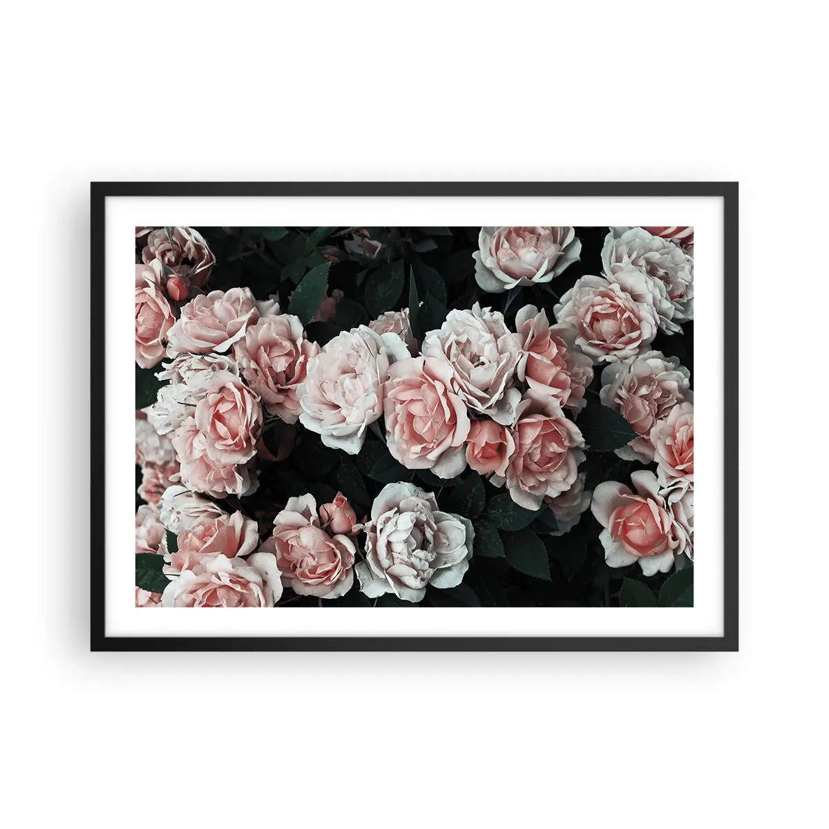 Poster in cornice nera - Rose rosa su sfondo scuro in una composizione delicata - 70x50cm - Composizione di rose - Decorazione murale moderna per soggiorno e camera da letto ARTTOR