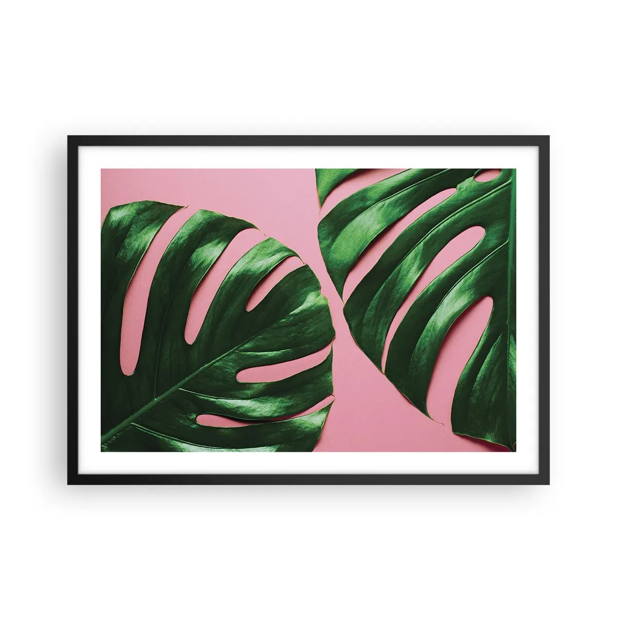 Poster in cornice nera - Foglie di monstera verdi su sfondo rosa - 70x50cm - Appuntamento in verde - Decorazione murale moderna per soggiorno e camera da letto ARTTOR