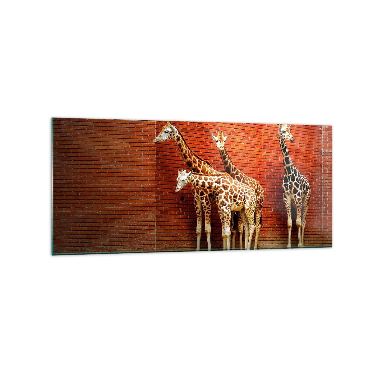 Quadro su vetro - Quattro giraffe contro un muro di mattoni in un ambiente artistico - 120x50cm - Vedete qualche acacia? - Decorazione murale moderna per soggiorno e camera da letto ARTTOR