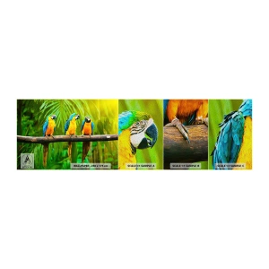 Campione di Fotomurale Premium Sand - Hai sentito che ha fatto? - Uccelli, Pappagalli, Natura - 100x30 cm