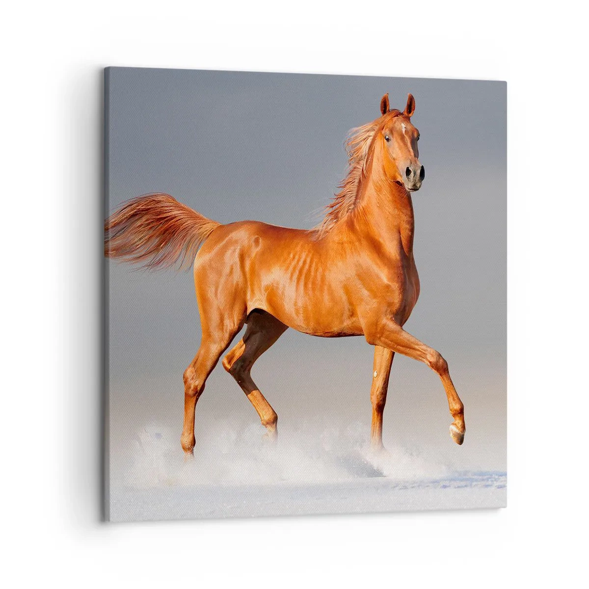 Quadro su tela - Stampe su Tela - Grazia danzante - 50x50 cm