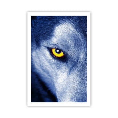 Poster - Sguardo ipnotico - 61x91 cm