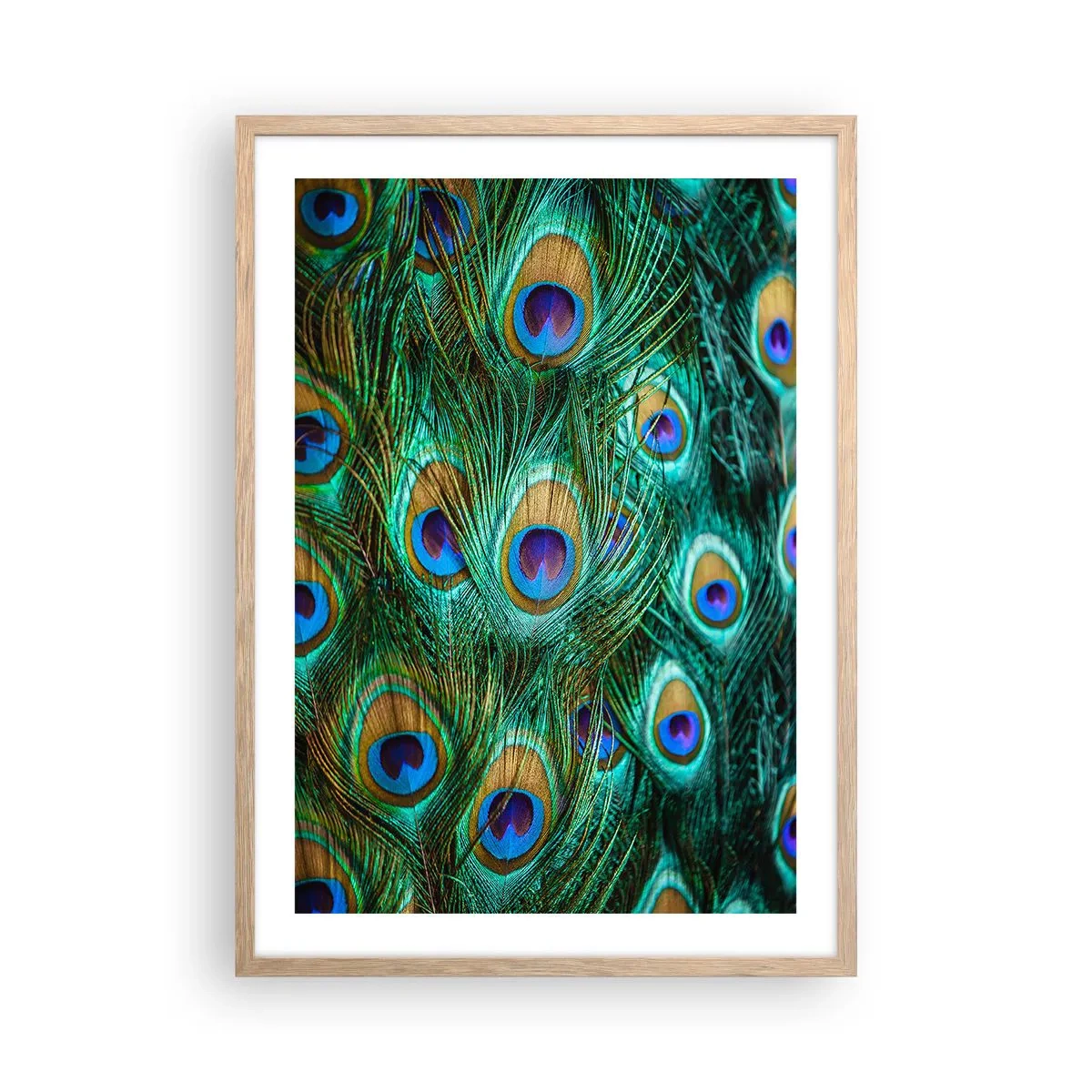 Poster in cornice rovere chiaro - Lo sguardo del pavone - 50x70 cm