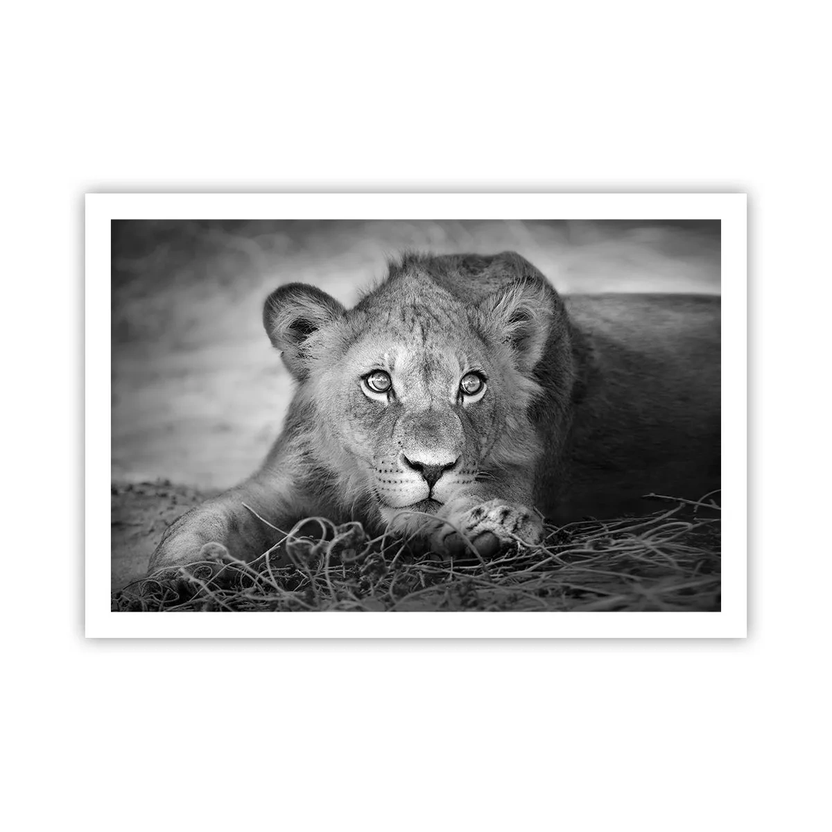 Poster - Cucciolo reale - 91x61 cm