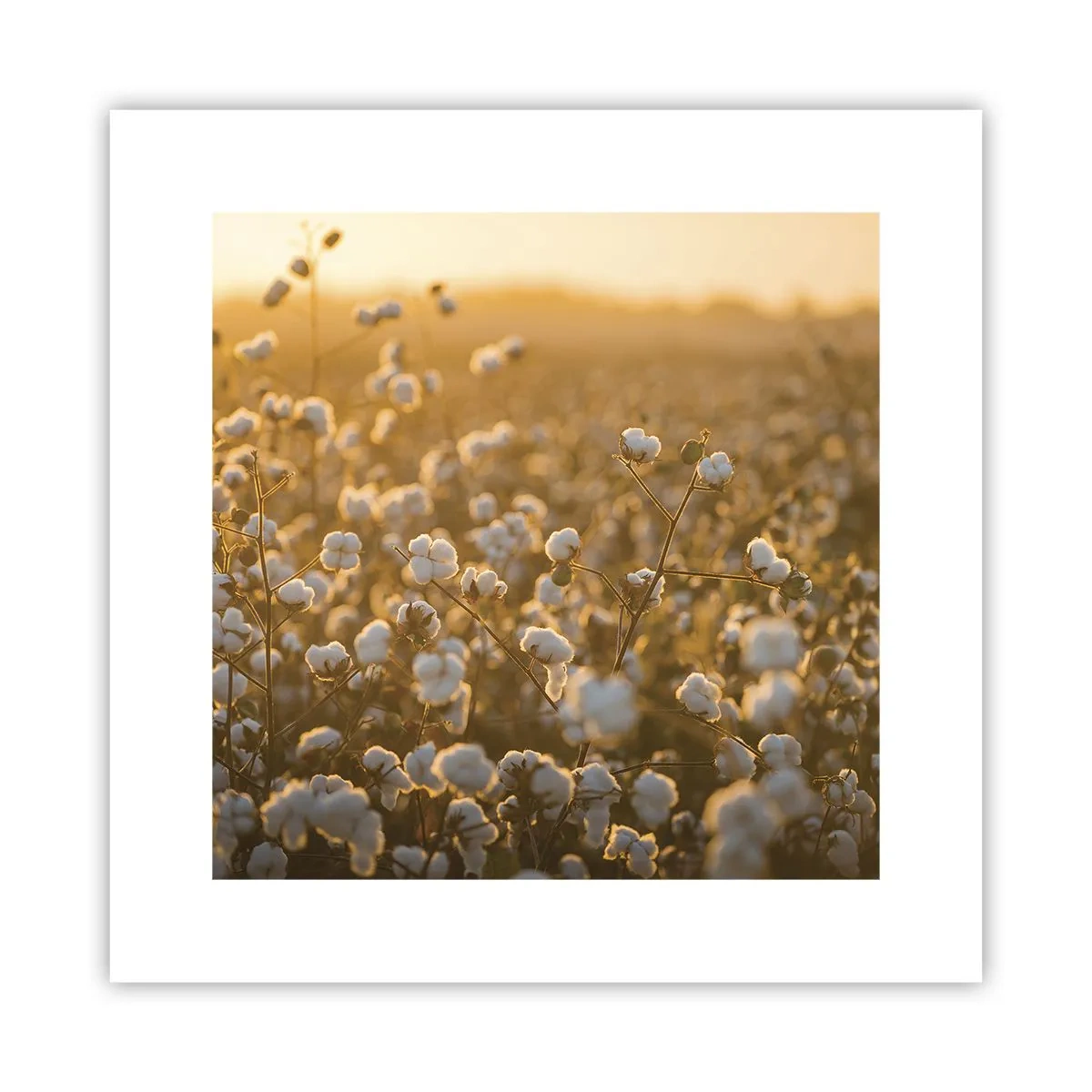 Poster - Campo di morbidezza - 30x30 cm
