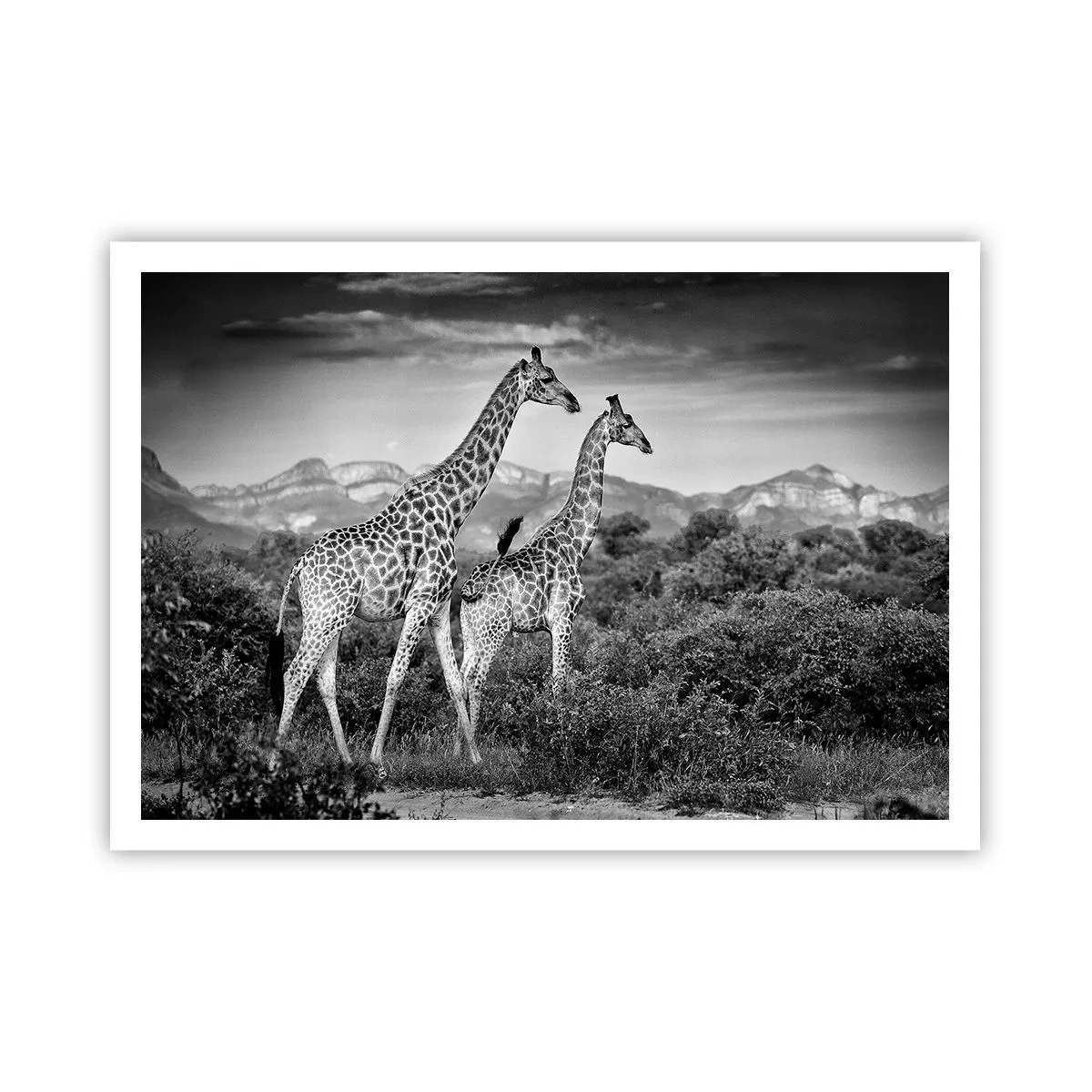 Poster - Sagome in bianco e nero di due giraffe nella savana - 100x70cm - Alta classe in Africa - Decorazione murale moderna per soggiorno e camera da letto ARTTOR