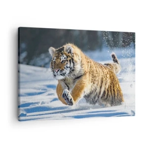 Quadro su tela - Stampe su Tela - Una tigre siberiana che corre in un paesaggio innevato - 70x50cm - La dea della taiga siberiana - Decorazione murale moderna per soggiorno e camera da letto ARTTOR