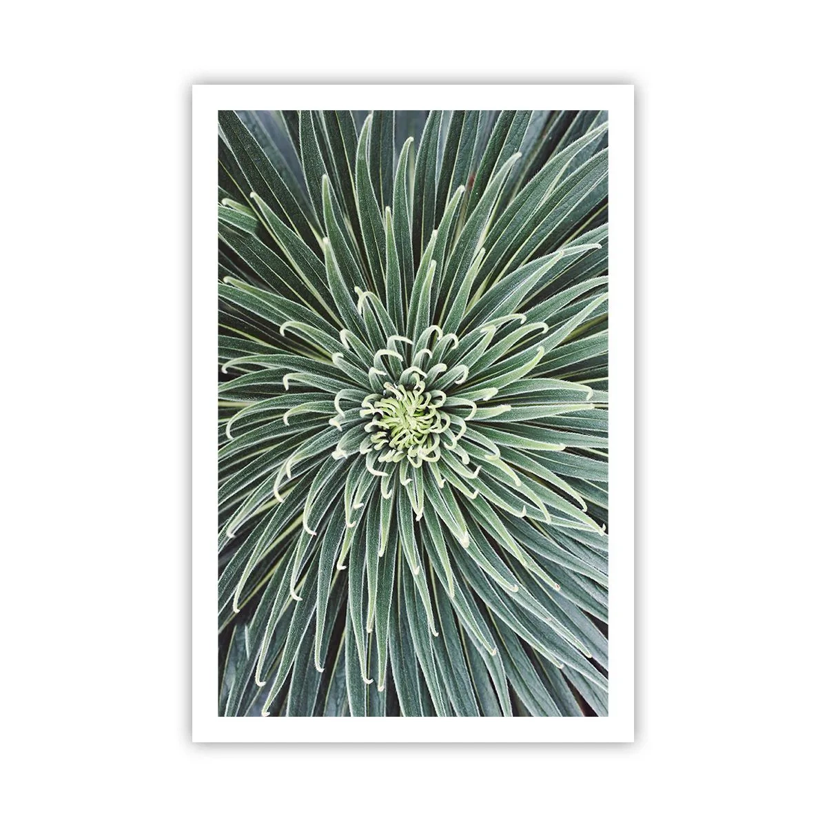 Poster - La nascita delle stelle - 61x91 cm