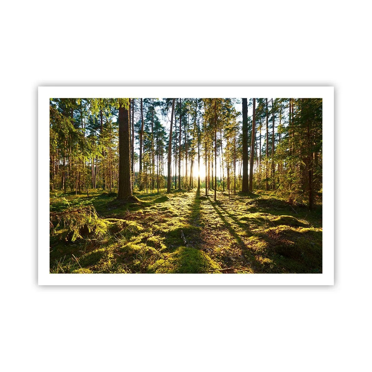Poster - …dopo sette foreste - 91x61 cm