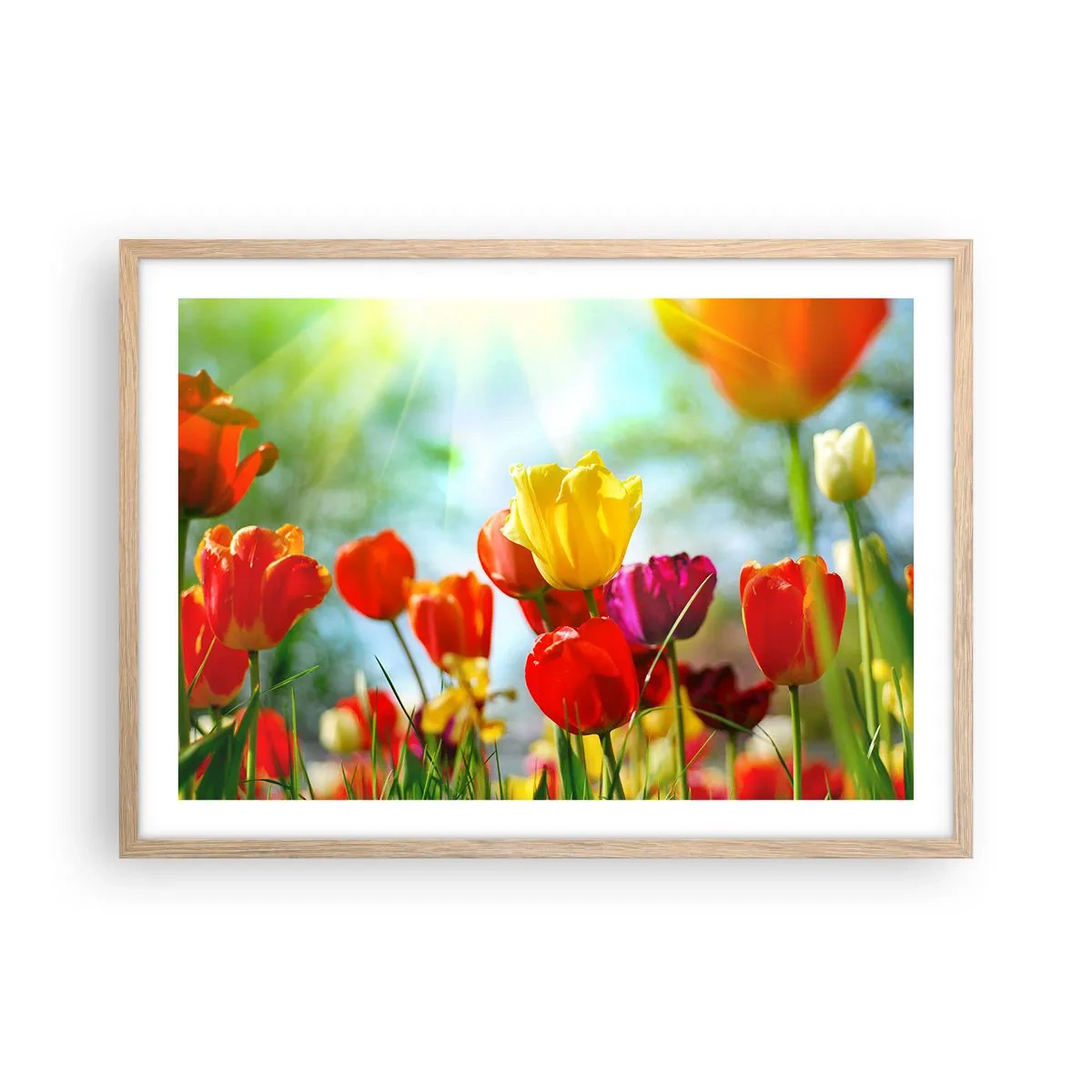 Poster in cornice rovere chiaro - Tutti i colori del sole - 70x50 cm