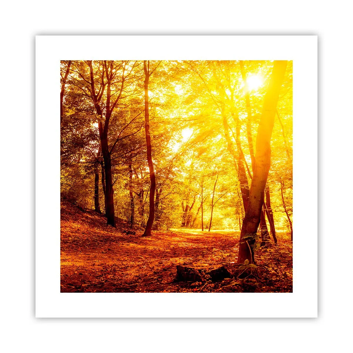 Poster - Verso la radura dorata - 40x40 cm
