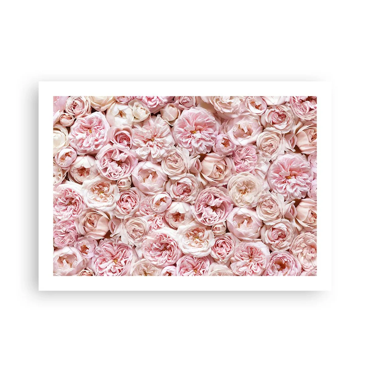 Poster - Coperto di rose - 70x50 cm