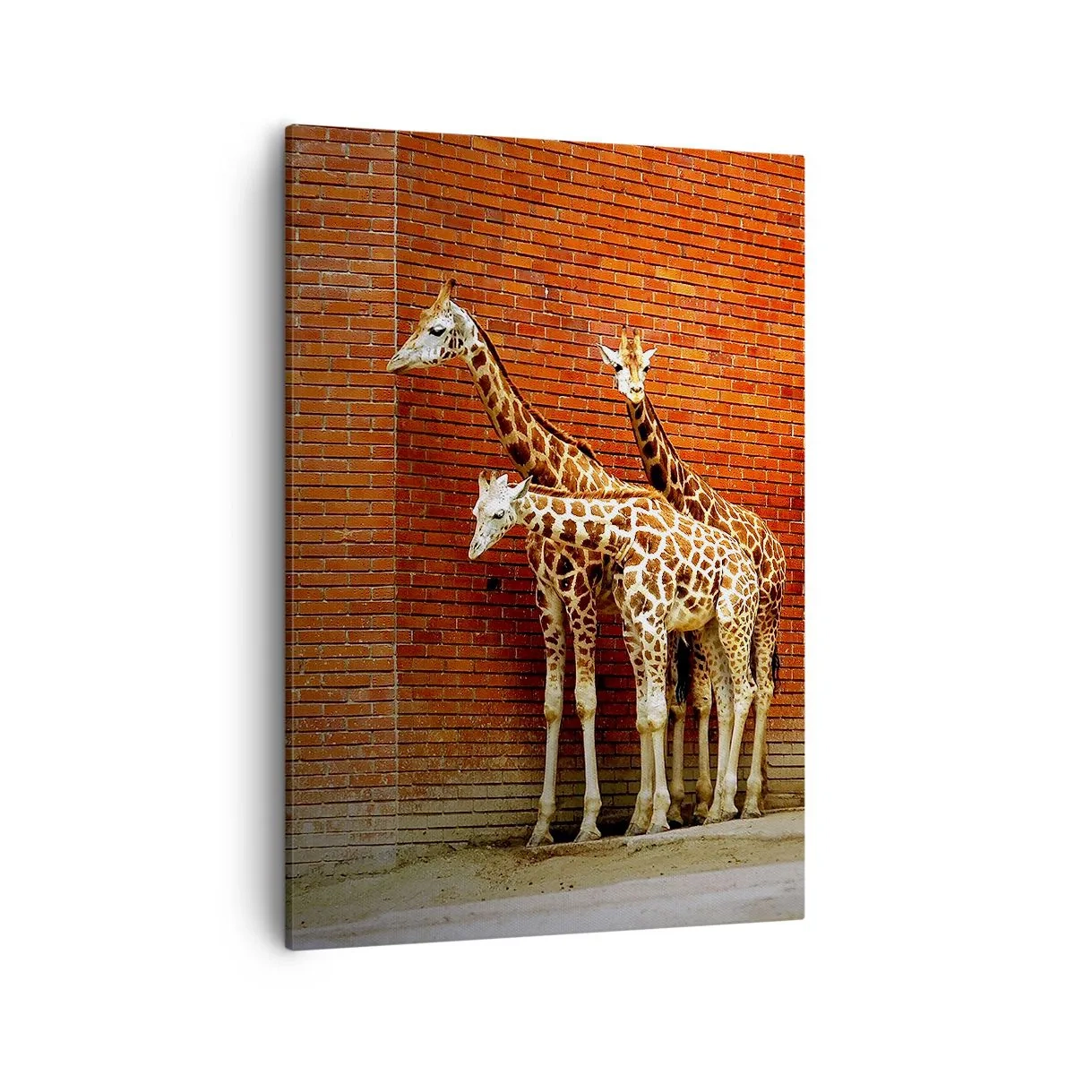 Quadro su tela - Stampe su Tela - Quattro giraffe contro un muro di mattoni in un ambiente artistico - 50x70cm - Vedete qualche acacia? - Decorazione murale moderna per soggiorno e camera da letto ARTTOR