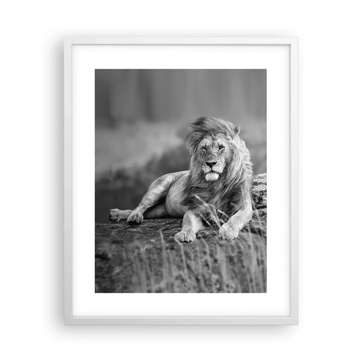 Poster in cornice bianca - La siesta del re - 40x50 cm