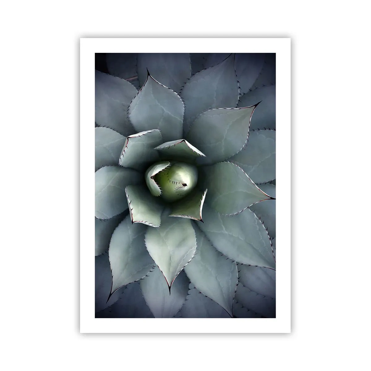 Poster - Primo piano delle foglie simmetriche di una succulenta nelle tonalità del verde. - 50x70cm - Adesca e minaccia - Decorazione murale moderna per soggiorno e camera da letto ARTTOR